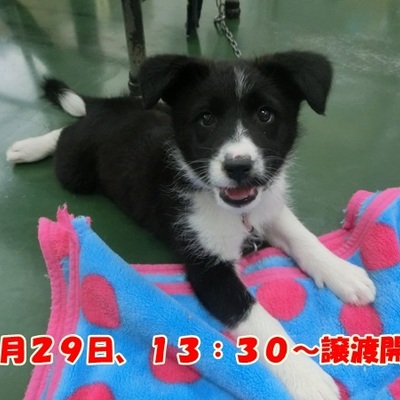 福岡県動物愛護センターNo.1077