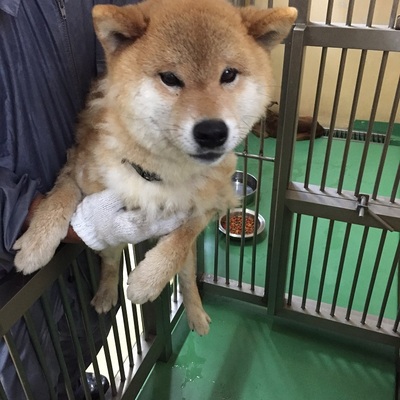 福岡県動物愛護センターNo.8527