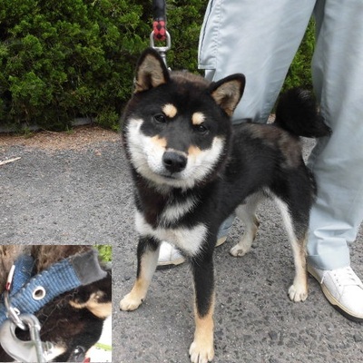 福岡県動物愛護センターNo.8550