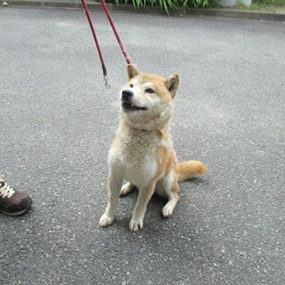 福岡県動物愛護センターNo.8551