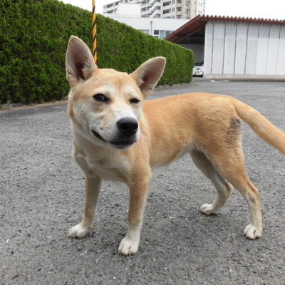 福岡県動物愛護センターNo.8571
