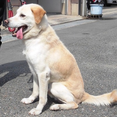 福岡県動物愛護センターNo.8574