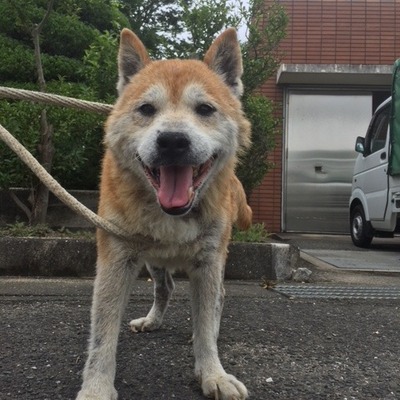 福岡県動物愛護センターNo.8575