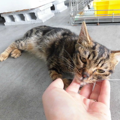 福岡県動物愛護センターNo.8579