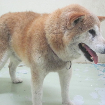 福岡県動物愛護センターNo.8590