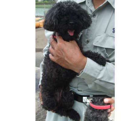 福岡県動物愛護センターNo.8591