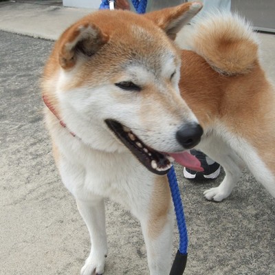 福岡県動物愛護センターNo.8596