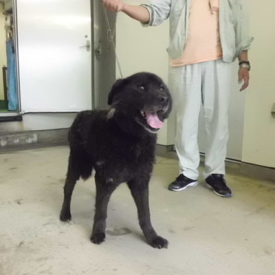 福岡県動物愛護センターNo.8602