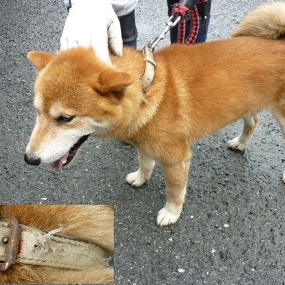 福岡県動物愛護センターNo.8604