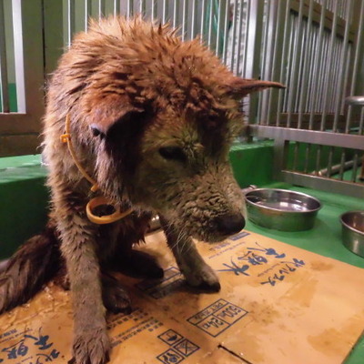 福岡県動物愛護センターNo.8611