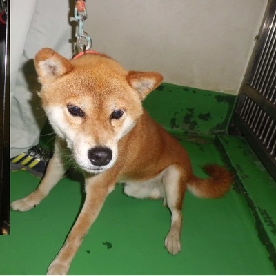 福岡県動物愛護センターNo.8634