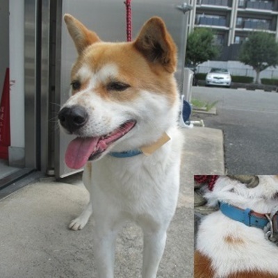 福岡県動物愛護センターNo.8635