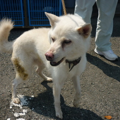 福岡県動物愛護センターNo.8641