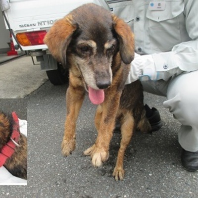 福岡県動物愛護センターNo.8650