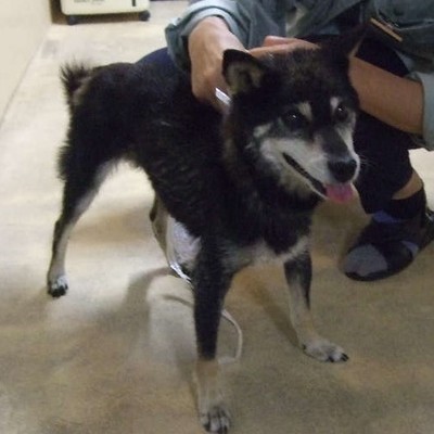 福岡県動物愛護センターNo.8651