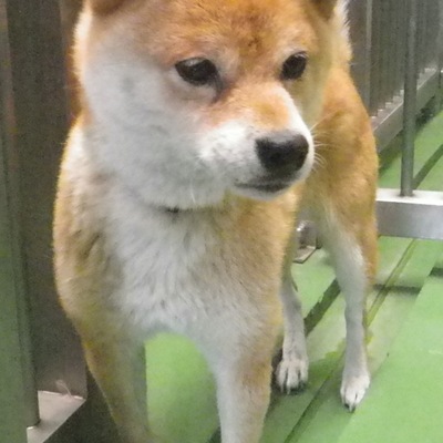 福岡県福岡市東部愛護管理センターd424