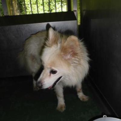 大牟田市動物管理センター（7月30日保護分）