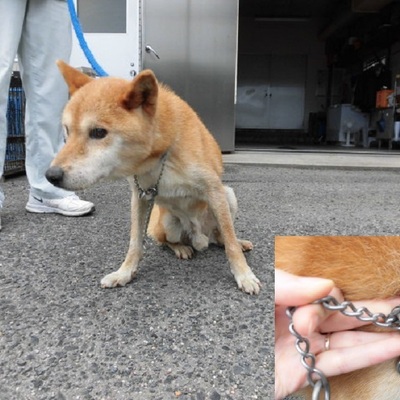福岡県動物愛護センターNo.8715