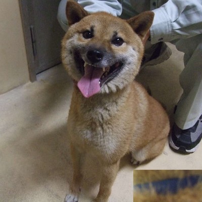 福岡県動物愛護センターNo.8730