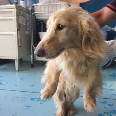 福岡県動物愛護センターNo.6082