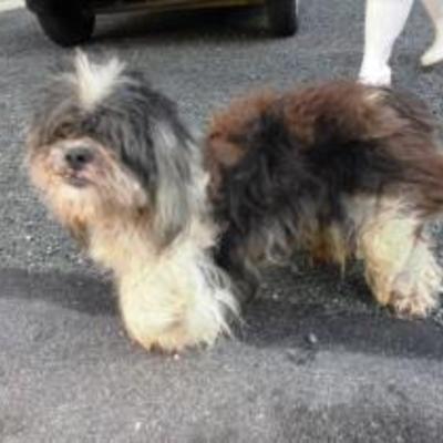 大牟田市動物管理センター迷い犬（平成30年9月25日保護分）