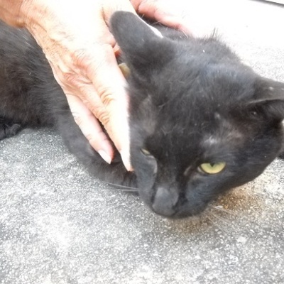 福岡県動物愛護センターNo 6080 