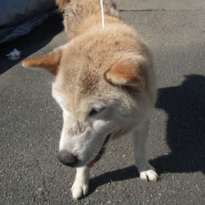 福岡県動物愛護センターNo.8840