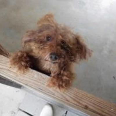 大牟田市動物管理センター迷い犬（平成30年10月14日保護分）
