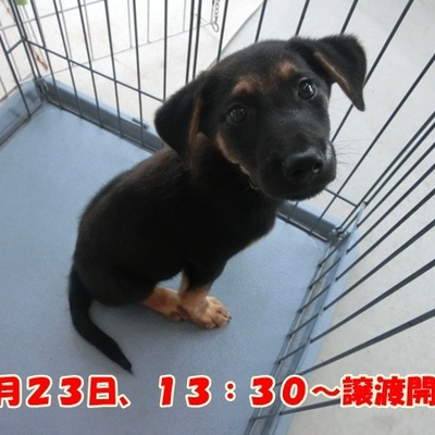 福岡県動物愛護センターNo.674