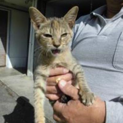 大牟田市動物管理センターNO:4