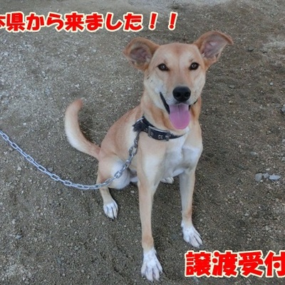 福岡県動物愛護センターNo.802