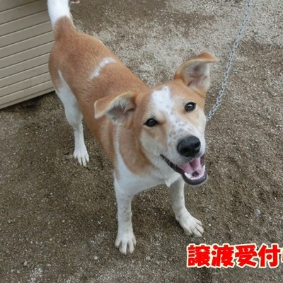 福岡県動物愛護センターNo.906