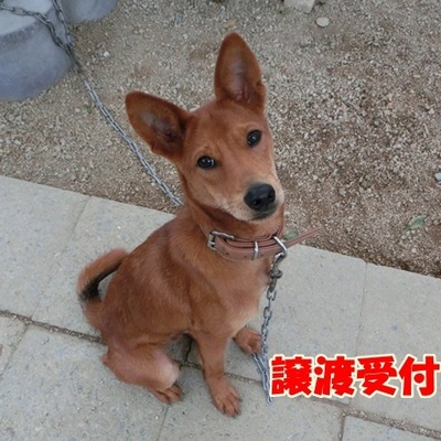 福岡県動物愛護センターNo.952