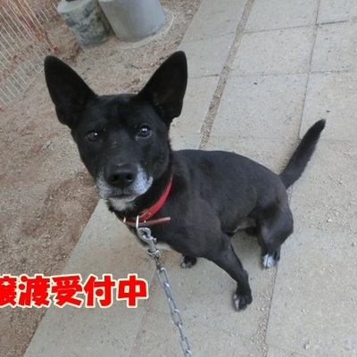 福岡県動物愛護センターNo.1142