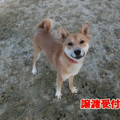 福岡県動物愛護センターNo.1143