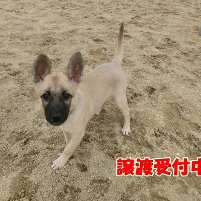 福岡県動物愛護センターNo.1153