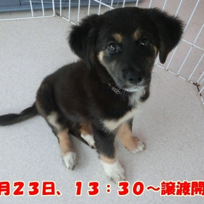 福岡県動物愛護センター No.676 
