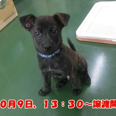 福岡県動物愛護センターNo.1154