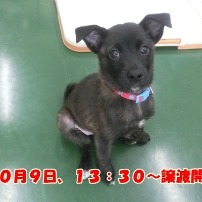 福岡県動物愛護センターNo.1155