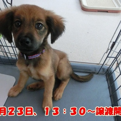 福岡県動物愛護センターNo.677