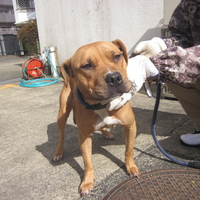 福岡県動物愛護センターNo.8851