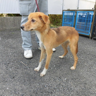 福岡県動物愛護センターNo.8852