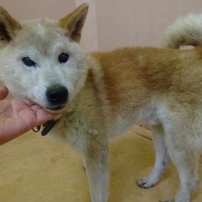 福岡県動物愛護センターNo.8855