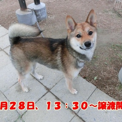 福岡県動物愛護センターNo 678 
