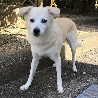 福岡県動物愛護センターNo.8858