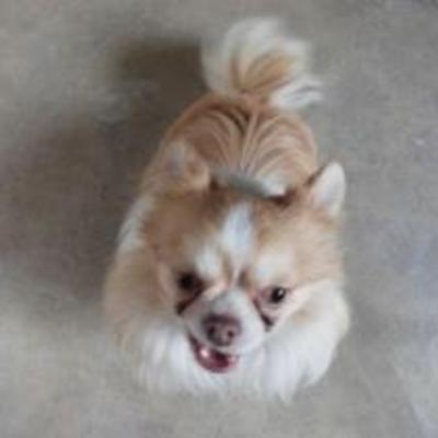 大牟田市動物管理センター迷い犬（平成30年10月30日保護分）