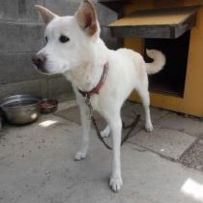 大牟田市動物管理センター迷い犬（平成30年11月2日保護分）