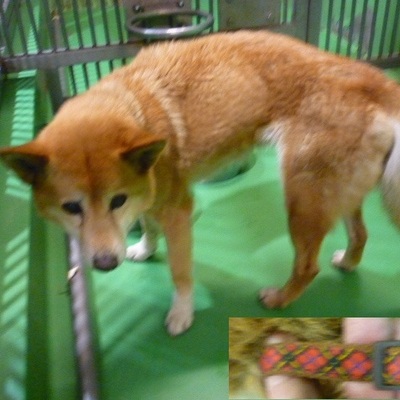 福岡県動物愛護センターNo.8895
