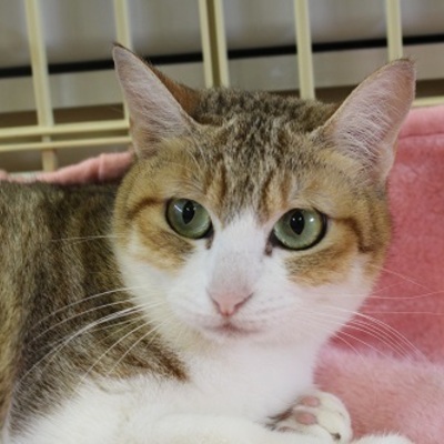 北九州市保健福祉局保健医療部動物愛護センターE18006
