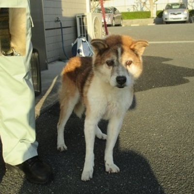 福岡県動物愛護センターNo.8903